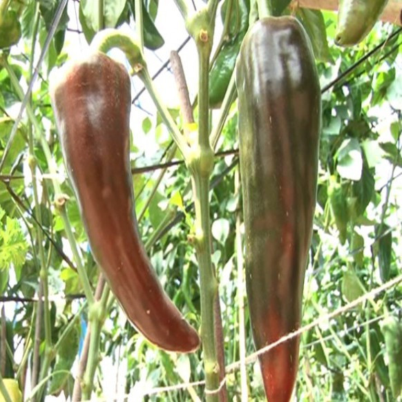 Trồng ớt sừng bò giúp đem lại thu nhập cho nhiều nông dân hàng trăm triệu mỗi năm. Ảnh: scdn.