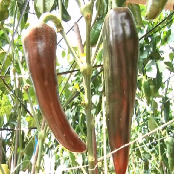 Trồng ớt sừng bò giúp đem lại thu nhập cho nhiều nông dân hàng trăm triệu mỗi năm. Ảnh: scdn.