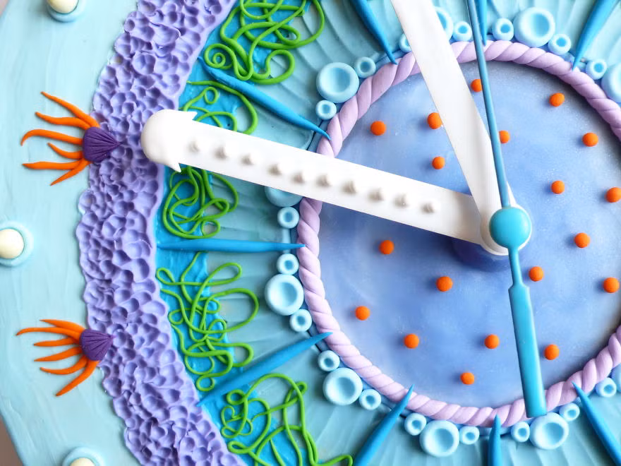 Mỗi chiếc đồng hồ là sự sáng tạo nghệ thuật khác nhau, không chiếc nào giống chiếc nào cả. Có khi đó là chủ đề giáng sinh, có khi đó lại là tình yêu biển cả và có khi nó lại là một chiếc bánh kem bắt mắt.