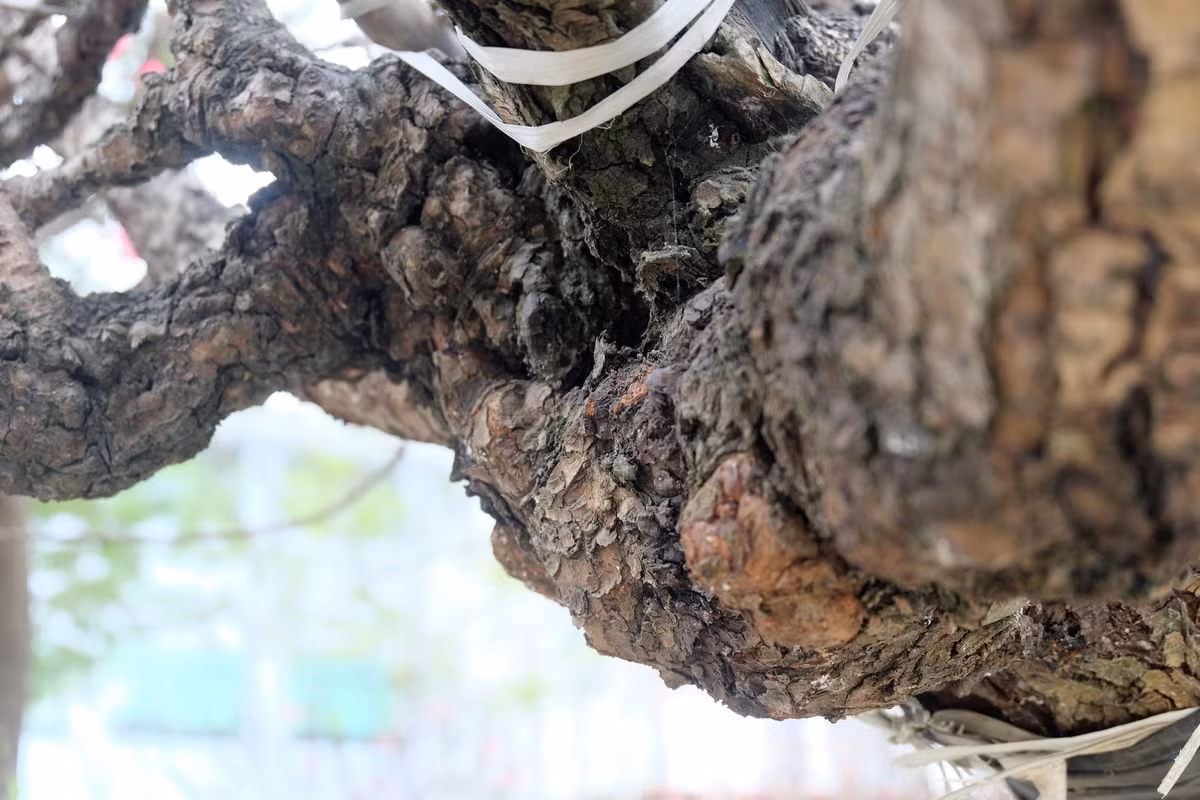 Khác với các loại đào ghép, gốc đào cổ xù xì, rêu mốc. Đây là dấu tích của mưa nắng, thời gian in lên vỏ cây - điều mà các loại đào lai không có được.