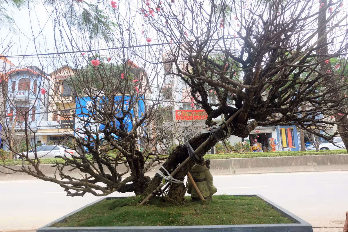 Chủ nhân cây đào cho hay, hiện nay các loại đào thế chơi Tết chủ yếu là đào lai ghép giữa đào Nhật Tân với đào rừng. Những gốc đào cổ, từ xa xưa như gốc bích đào này quả thực rất hiếm. Chính vì thế, nhà vườn định giá thuê cho chậu bích đào cổ lên tới 150 triệu đồng.