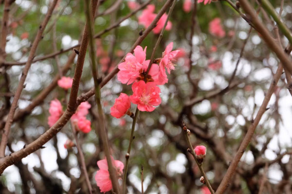 Ưu điểm dòng bích đào cổ là cho hoa có màu thắm hơn so với các loại đào khác. Bông đào to, cánh căng và tươi lâu.