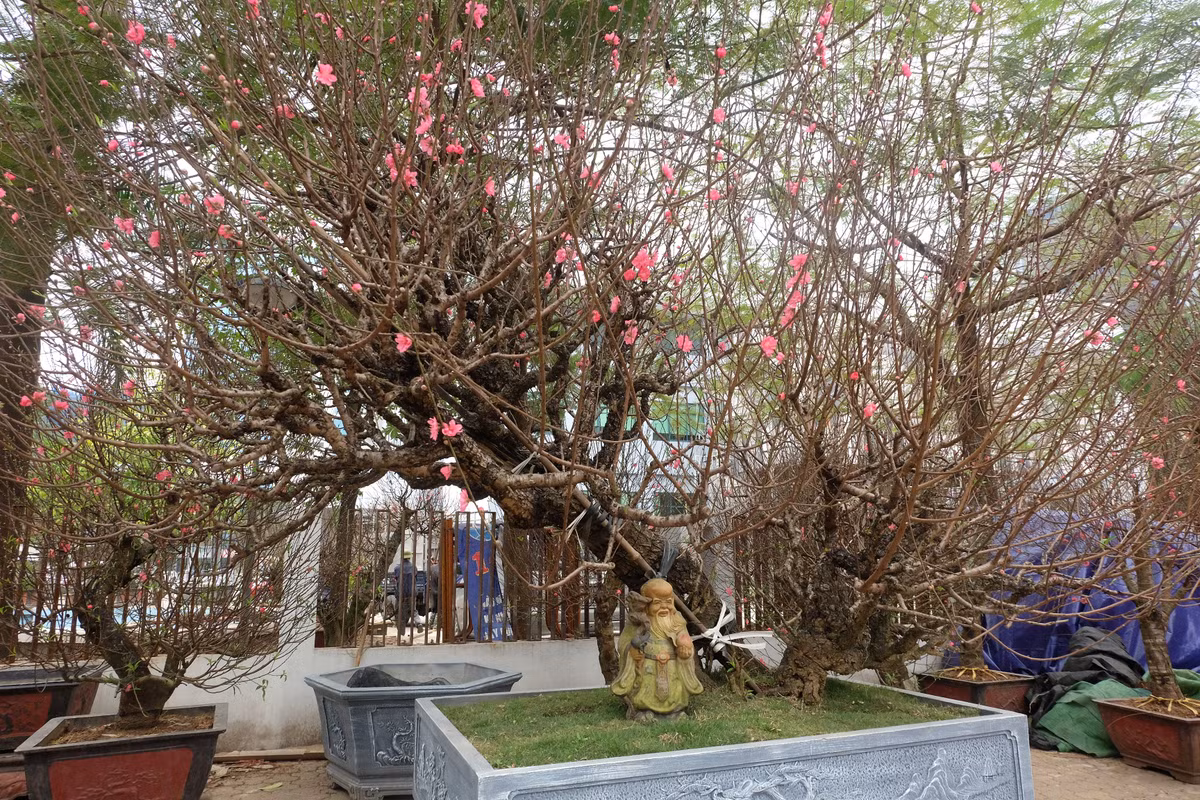 Vì là một trong những gốc bích đào cổ Nhật Tân ít ỏi còn lại nên theo chủ nhân cây đào này, nhà vườn sẽ chỉ cho khách thuê chơi Tết trong vòng từ nay đến khoảng 20 tháng Giêng. Sau khoảng một tháng cho thuê, cây sẽ được chở về vườn để tiếp tục chăm sóc.