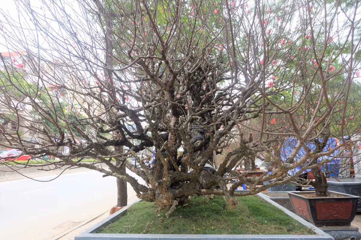 Chủ nhân chậu đào thế đắt đỏ tiết lộ, dòng bích đào có nhiều điểm đặc biệt như nhiều cành nhánh nhưng phát triển hài hòa với thân, gốc.