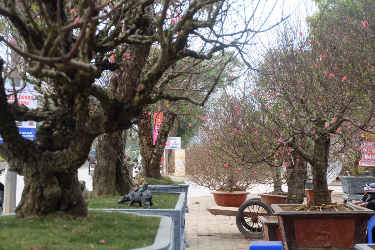 Bên cạnh gốc đào có giá thuê 150 triệu đồng, thị trường có rất nhiều gốc đào thế có giá thuê "khủng", dao động từ 70- 100.000 triệu đồng.