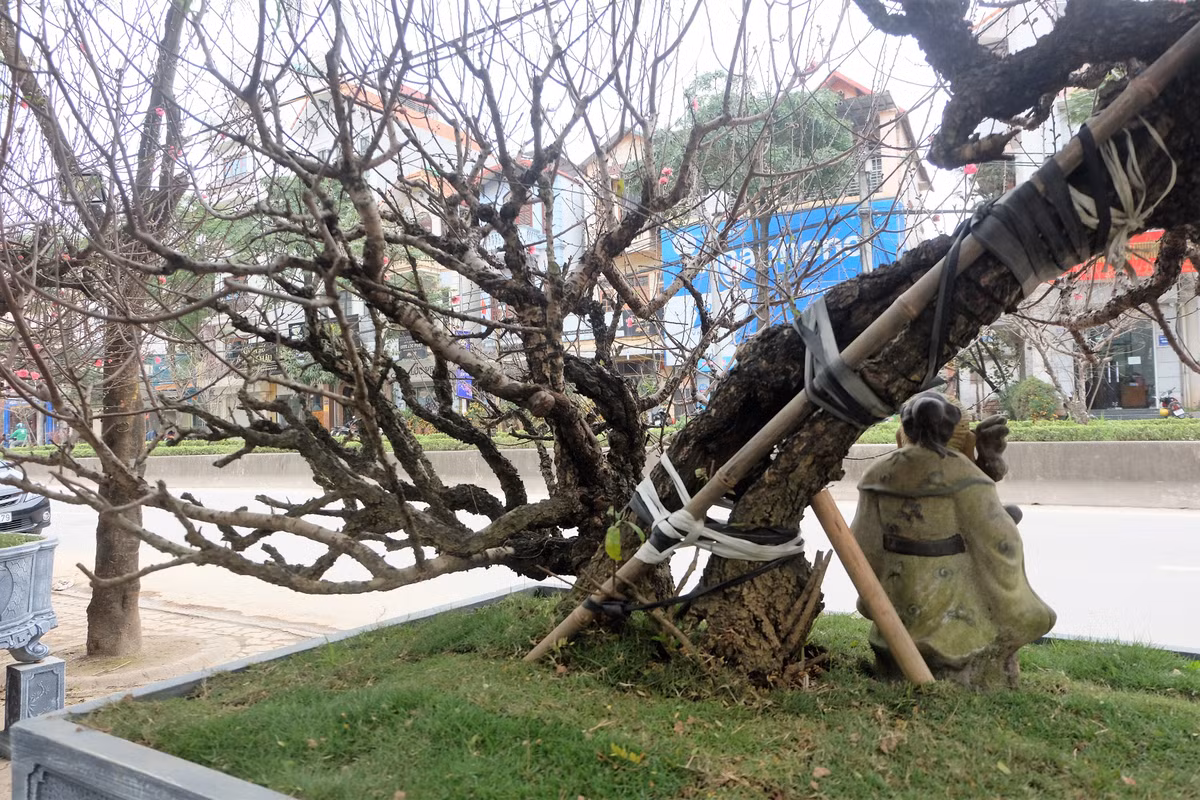 Nhiều vị khách cho rằng giá thuê của chậu đào cổ đắt đỏ còn vì cây có thế khá lạ mắt.