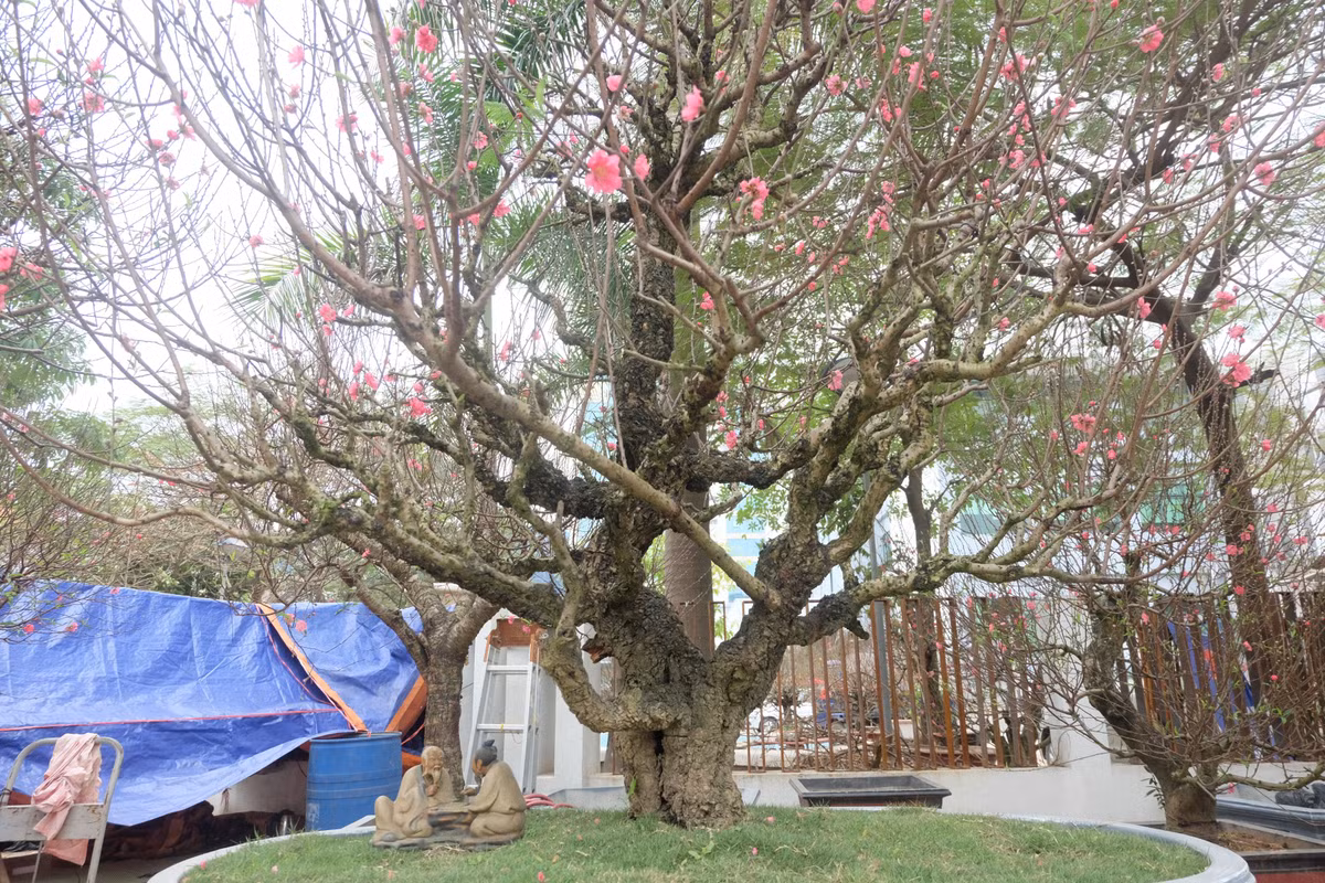 Đây đều là những gốc đào quý, nhà vườn cũng không bán cho khách.