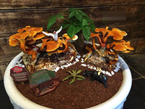Những chậu nấm bonsai như thế này rất hút khách, nhất là dịp Tết. (Ảnh Linhchivietnam)