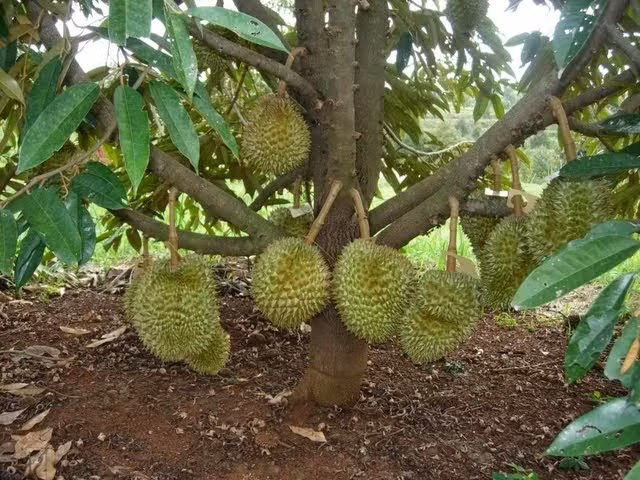 Không chỉ nổi tiếng ở Malaysia, sầu riêng Musang King hiện đã được nhập về Việt Nam và nhanh chóng trở thành một trong những loại sầu riêng được ưa chuộng nhất. (Ảnh Pinimg)