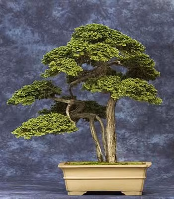Chiem nguong 7 cay bonsai “tho” nhat the gioi-Hinh-10