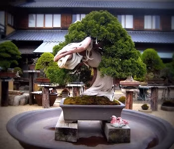 Chiem nguong 7 cay bonsai “tho” nhat the gioi-Hinh-5