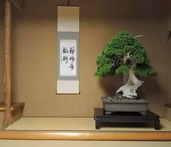 Chiem nguong 7 cay bonsai “tho” nhat the gioi-Hinh-6