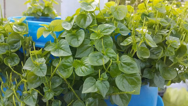 Rau càng cua thường bò trên mặt đất, lá có màu xanh và thân khá nhớt. Ảnh: Khám Phá.