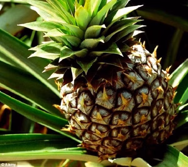 Các nhà khoa học tại Australia tạo ra loại quả dứa có vị dừa, nhiều nước hơn và ngọt hơn dứa thường. Ảnh: Alamy.