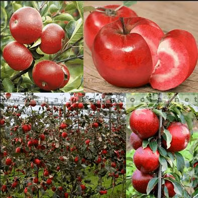 Giống táo ruột đỏ đắt giá này có tên Redlove, hay còn gọi Redlove Era. Nhà làm vườn Kobelt đã tạo ra loại táo mới bằng cách thụ phấn chéo và ghép. Ảnh: Alamy.