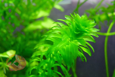 Rong đuôi chó là loài cây thủy sinh không chỉ đẹp mà còn có sức sống cao. Cây rất dễ chăm sóc mà lại không đòi hỏi nhiều dinh dưỡng. Ảnh: carong1068.