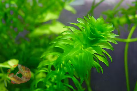 Rong đuôi chó là loài cây thủy sinh không chỉ đẹp mà còn có sức sống cao. Cây rất dễ chăm sóc mà lại không đòi hỏi nhiều dinh dưỡng. Ảnh: carong1068.