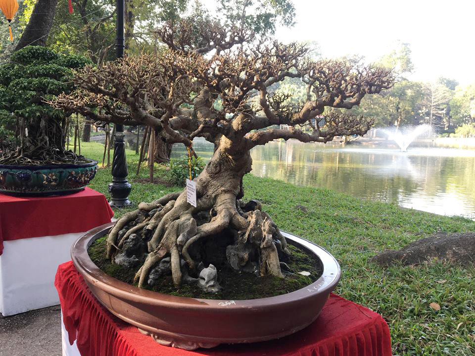 Được biết, cây sanh bonsai này có tuổi đời gần 70 năm.