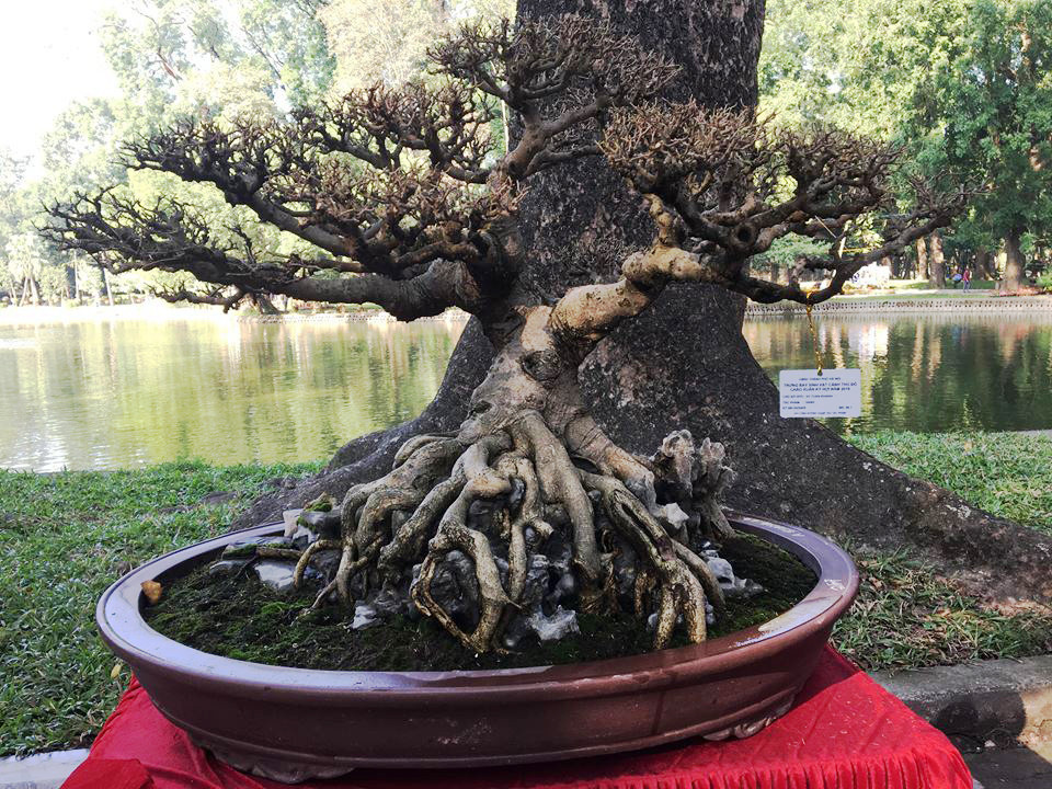 Tác phẩm bonsai sanh cổ của nhà vườn Tuấn Khanh được đánh giá là một trong những cây sanh Nam Điền có thân bonsai đẹp nhất.