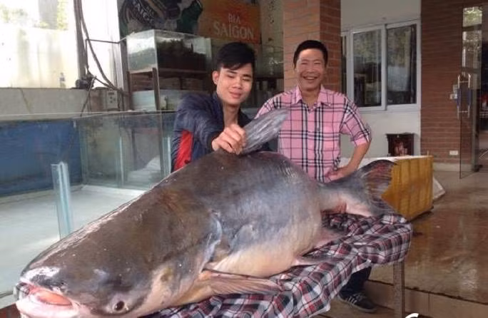 Chia sẻ với báo chí, anh Việt cho biết chú cá tra dầu khủng này được mua lại từ ngư dân khu vực Biển Hồ, Campuchia. Ảnh: VTC New.