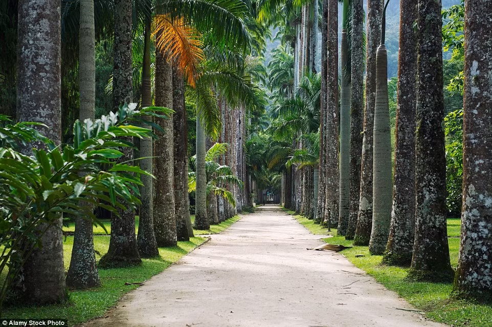 Jardim Botanico, Rio de Janeiro, Brazil. Brazil là đất nước có nền sinh học đa dạng nhất trên thế giới, do đó bạn có thể chiêm ngưỡng rất nhiều loại cây khác thường ở khu vườn này.