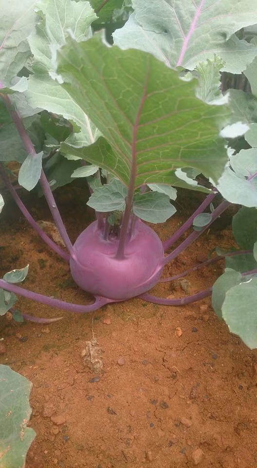 Từng củ su hào tím lạ mắt khiến nhiều người tò mò. Ảnh: FB Định farm.