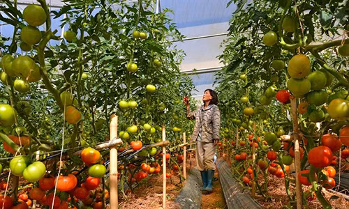 Mặc dù mới trồng thử nghiệm nhưng giống cà chua Beef của Hà Lan rất thích hợp với đất Đà Lạt, cây cho ra trái từ gốc lên ngọn. Trung bình mỗi trái cà chua giống Beef nặng khoảng bốn năm lạng, không ít trái nặng tới cả kg. Ảnh: Ongbacchau.