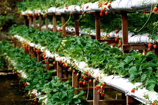 Đà Lạt có vô số các vườn dâu, trong đó nổi tiếng là Vườn dâu Chú Hùng ở số 143 Thánh Mẫu, phường 7; Vườn dâu Biofresh ở số 17 Vòng Lâm Viên, phường 8, thuộc khu du lịch hồ Than Thở; Vườn dâu Nhật Đà Lạt ở 162 Thánh Mẫu, phường 7, Vườn dâu của Langbiang Farm... Ảnh: Mytour.