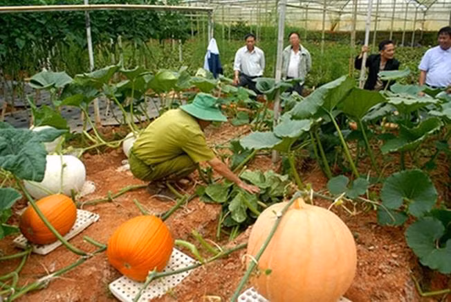 Đà Lạt cũng nổi tiếng là nơi có vườn bí đỏ khổng lồ đầu tiên ở Việt Nam.