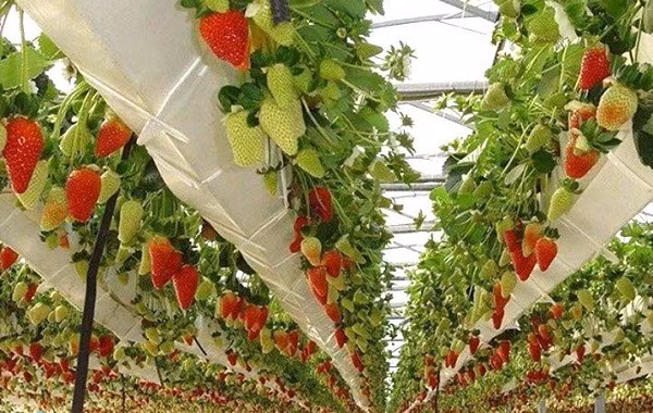 Các vườn dâu tây khủng này luôn là điểm đến thú vị của du khách du lịch đến Đà Lạt. Ảnh: Mytour.