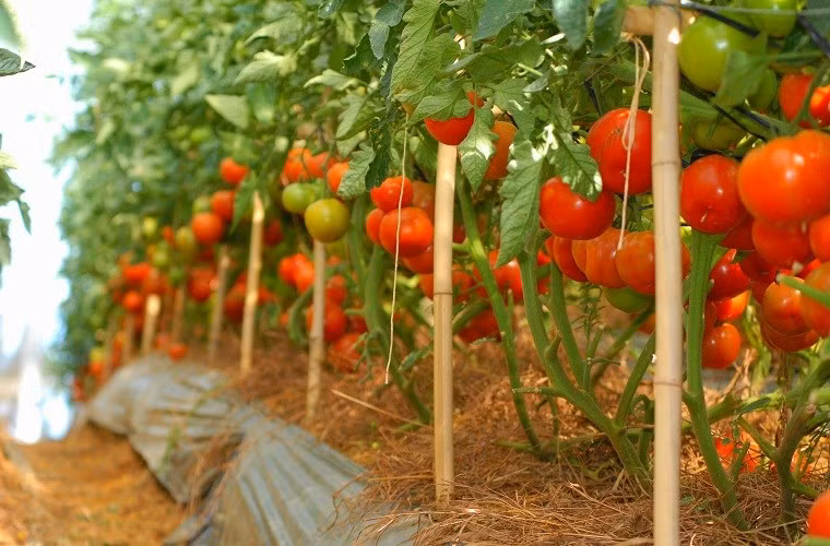 Những trái cà chua đều tăm tắp, màu sắc tươi ngon mát mắt. Ảnh: Ongbacchau.