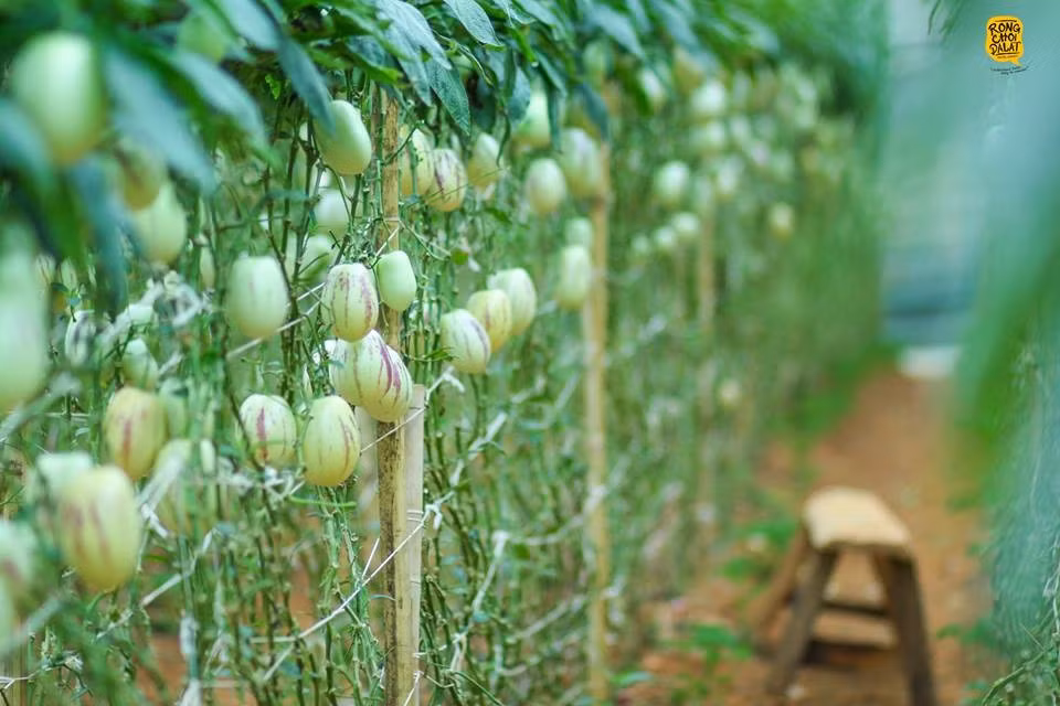 Dưa hấu Pepino hay còn gọi là dưa hấu tí hon là một loại trái cây cùng họ với dưa hấu, dưa lê, có nguồn gốc từ khu vực Nam Mỹ. Tháng 10/2015, anh Nguyễn Định nhập hạt giống dưa Pepino về trồng thử trên diện tích gần 200 m2 trong nhà kính theo phương pháp ứng dụng công nghệ cao. Ảnh: Tiến Đà Lạt.