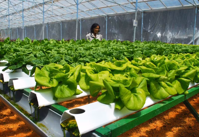 Bên cạnh những vườn củ quả nổi tiếng, vườn rau thủy canh trồng theo công nghệ Nhật bản đẹp như mơ tại Đà Lạt cũng rất nổi tiếng. Ảnh: CAND.