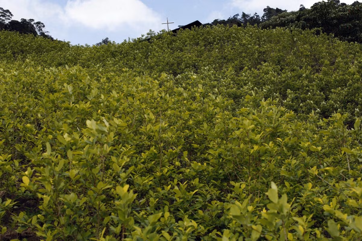 Các gia đình sẽ bán được 900$ cho 1 kg cocain. Đây là nơi xuất cocain nhiều nhất trên thế giới, sau đó nó sẽ đến với các vùng như New York và Amsterdam.