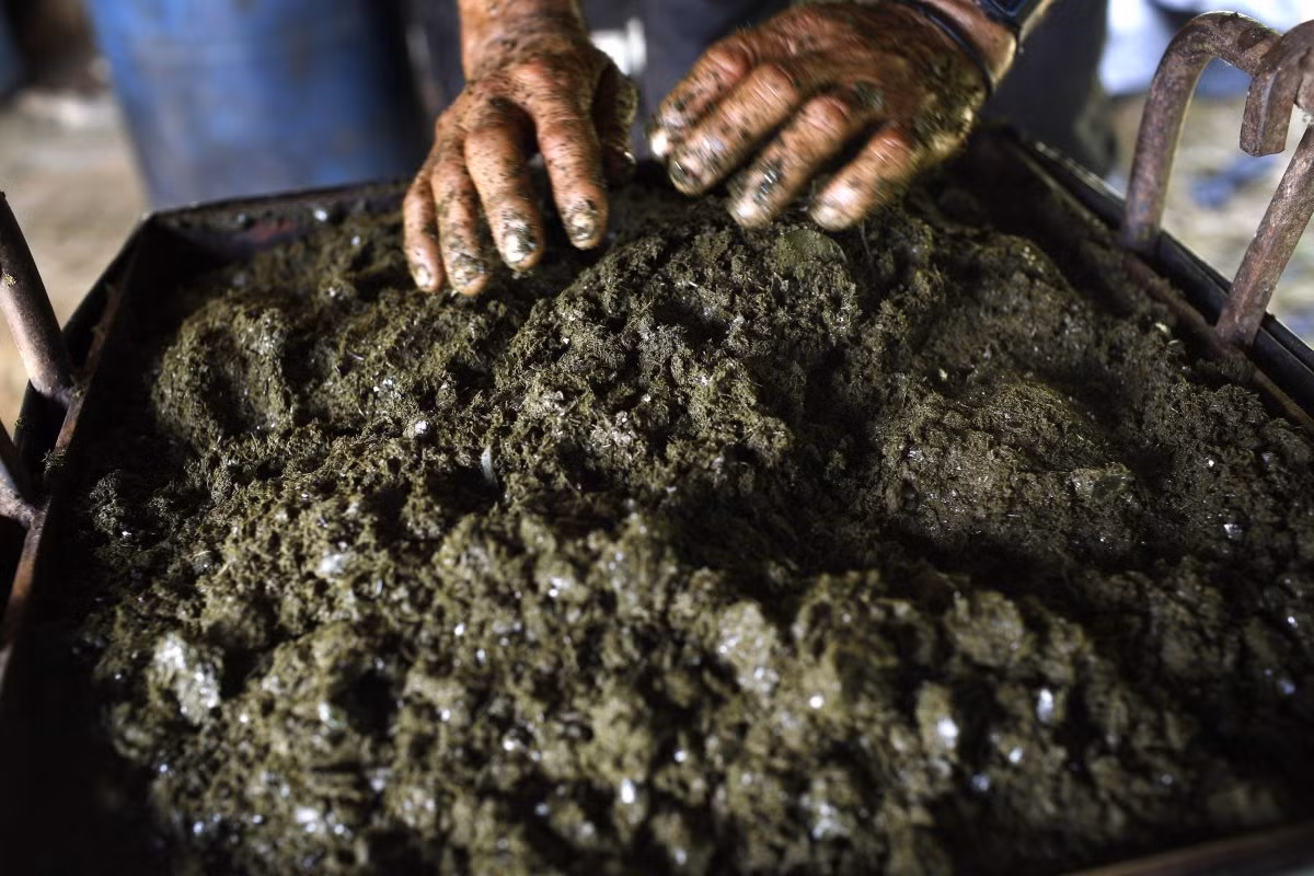 Hỗn hợp này sẽ được hòa nhuyễn và đưa vào máy ép để chiết xuất chất lỏng cocain. Quá trình ép lấy nước thì khí độc sẽ tỏa ra nhưng người dân đã quen với việc này.