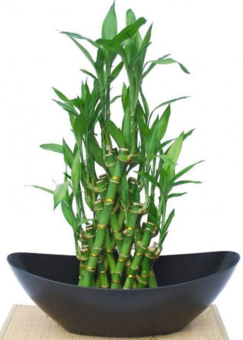 Trong số các loại cây cảnh tết hút tài lộc, phất dụ được ưa chuộng bởi chúng thường được tạo hình độc đáo, cây dễ sống và chăm sóc. Ảnh: Zing.