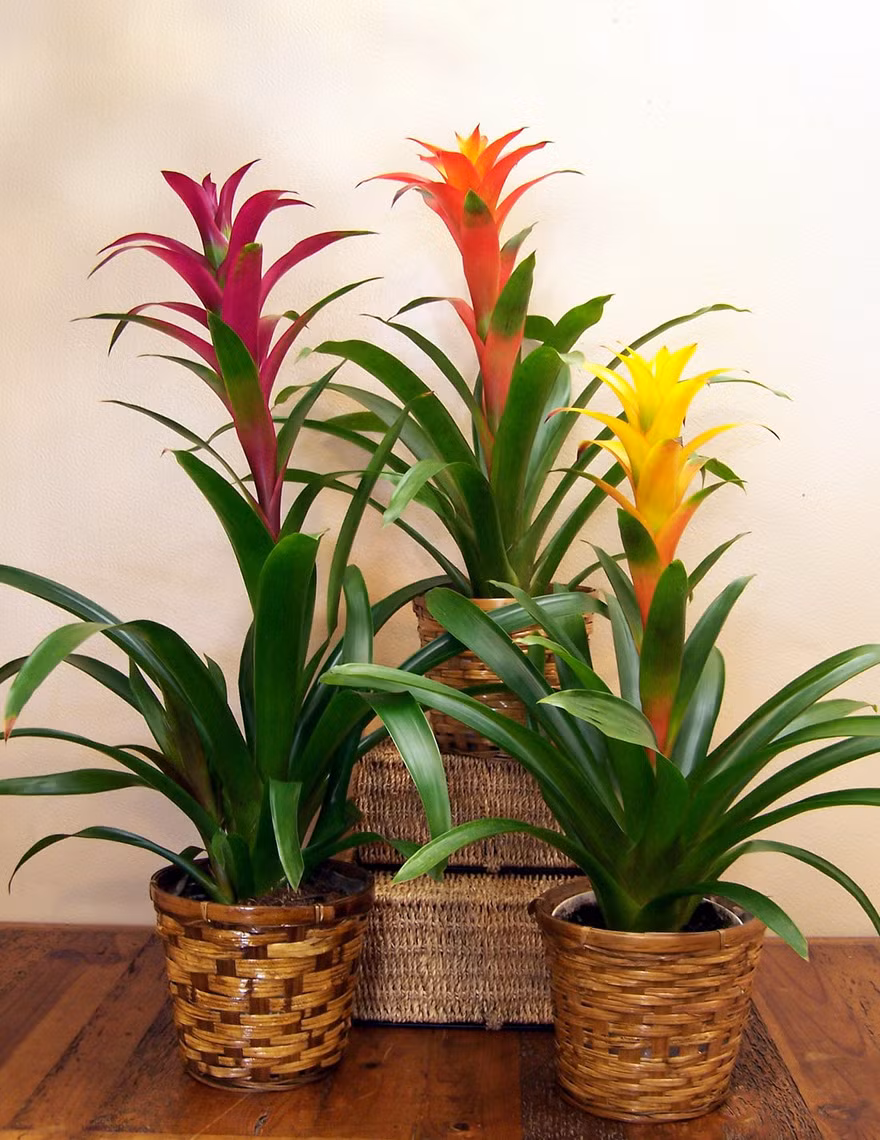 Dứa cảnh tượng trưng cho sự mến khách, may mắn, thu hút tài lộc vào nhà. Ảnh: Casasflowers.