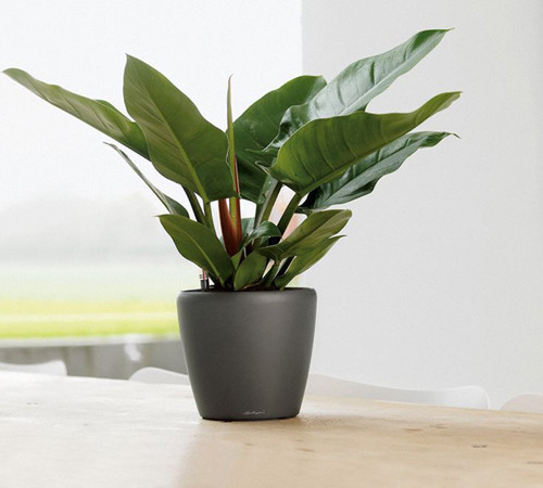 Trầu bà đế vương thể hiện tinh thần đế vương, quyền uy và sức mạnh của gia chủ. Với mức giá từ vài trăm nghìn đến hơn một triệu đồng, nhiều người có thể sở hữu loại cây cảnh này làm đẹp nhà ngày Tết. Ảnh: Vietnamnet