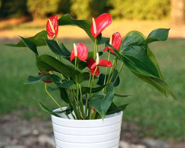 Hồng môn hợp với người mệnh Hỏa, mệnh Thổ, cây sẽ mang đến tài lộc và may mắn cho những người bản mệnh này. Ảnh: Eva