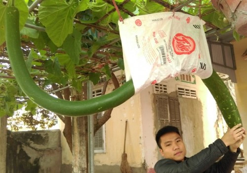Quả bầu dài hơn 2m, hình thù uốn lượn như rắn tại vườn nhà cụ Bùi Thị Du (Thanh Hóa) là một trong những loại quả độc lạ ở Việt Nam khiến nhiều người thích thú. Ảnh: Infonet