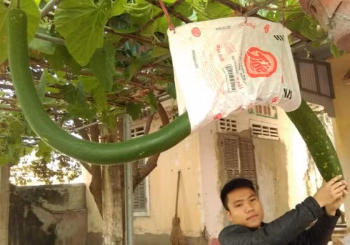Quả bầu dài hơn 2m, hình thù uốn lượn như rắn tại vườn nhà cụ Bùi Thị Du (Thanh Hóa) là một trong những loại quả độc lạ ở Việt Nam khiến nhiều người thích thú. Ảnh: Infonet