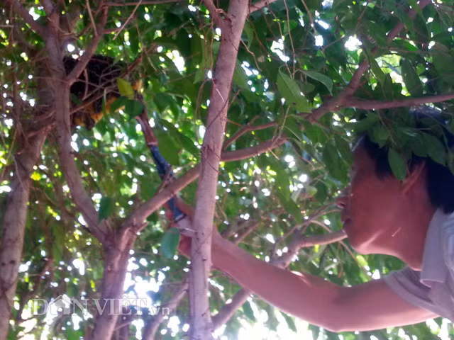 Tổ ong ruồi trên cây sanh kiểng. Từ bằng cái chén ăn cơm, tổ ong ruồi lớn dần nhưng cũng chỉ nhỉnh hơn bàn tay xòe rộng. Những ngày trước và sau Tết vừa qua, mưa gió kéo dài liên tục, cả nhà ai cũng lo lắng tổ ong… rã đám.