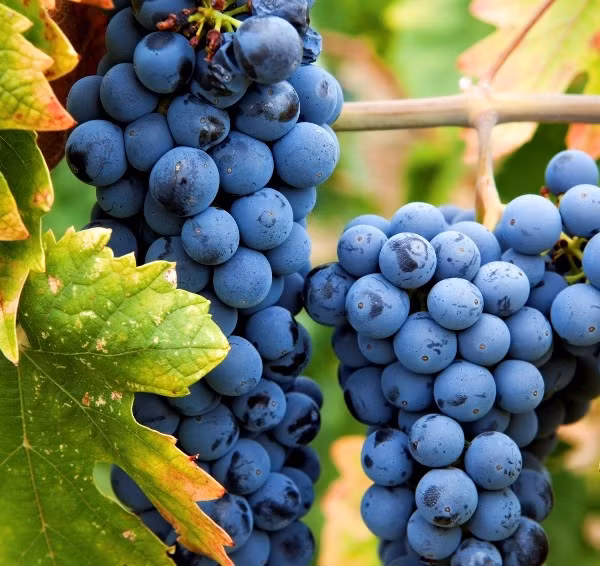 Nho Oregon có khả năng chịu hạn rất tốt, quả của nó có nhiều công dụng quý trong việc cải thiện sức khỏe, nên loại nho này cũng được săn lùng không kém nho cầu vồng. Ảnh: Cooky.