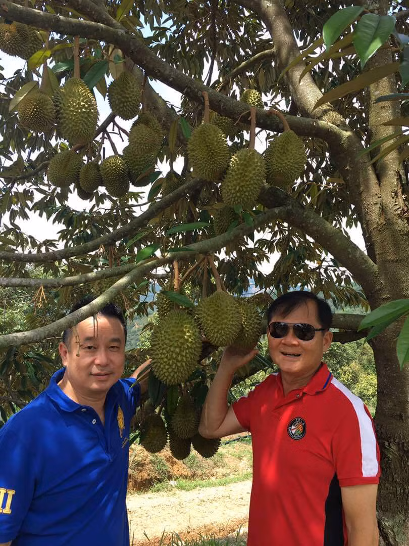 Vườn sầu riêng tại vùng Musang King được chăm sóc kỹ lưỡng, cẩn thận theo nên rất đảm bảo an toàn và luôn sai trĩu quả. (Ảnh Duriankingmalaysia)