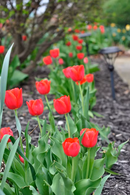 Tuy nhiên, khi đã lập gia đình thì bà mẹ Việt kiều này lại đam mê tô vẽ cho tổ ấm của mình, từ nội thất đến vườn tược để nó được hoàn hảo nhất.