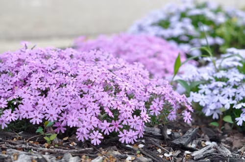 Ngoài các loài hoa nở bung sau khi mùa đông qua đi như thủy tiên, tuy lip hay tiên ông thì chị phải tự tay trồng những loại hoa một mùa để giữ cho khu vườn được nở rộ hoa quanh năm.