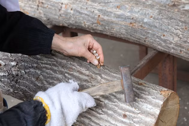 Người trồng nấm sẽ dùng búa để đục từng lỗ nhỏ trên thân gỗ sồi khô để cấy phôi trồng nấm trên khúc gỗ sồi với mục đích nhằm đảm bảo cho nấm hương sinh trưởng và phát triển giống mới môi trường tự nhiên nhất. Với đặc tính thích mùn gỗ nên nấm hương Nhật sẽ sinh trưởng phát triển rất tốt trên thân gỗ như thế này.