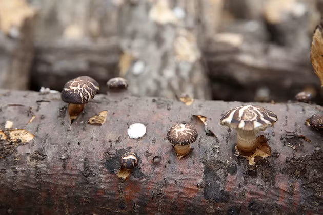 Thời gian bắt đầu trồng nấm Oita là từ tháng một đến khi hoa Anh đào nở rộ vào tháng tư hằng năm.