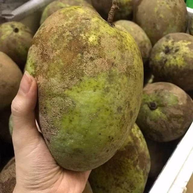 Xoài tứ quý có vẻ ngoài xấu xí, không bóng bẩy như xoài cát Hoài Lộc hay xoài Thái nhưng thịt xoài lại có màu vàng ươm như nghệ rất đẹp mắt. Ảnh: Lozi.