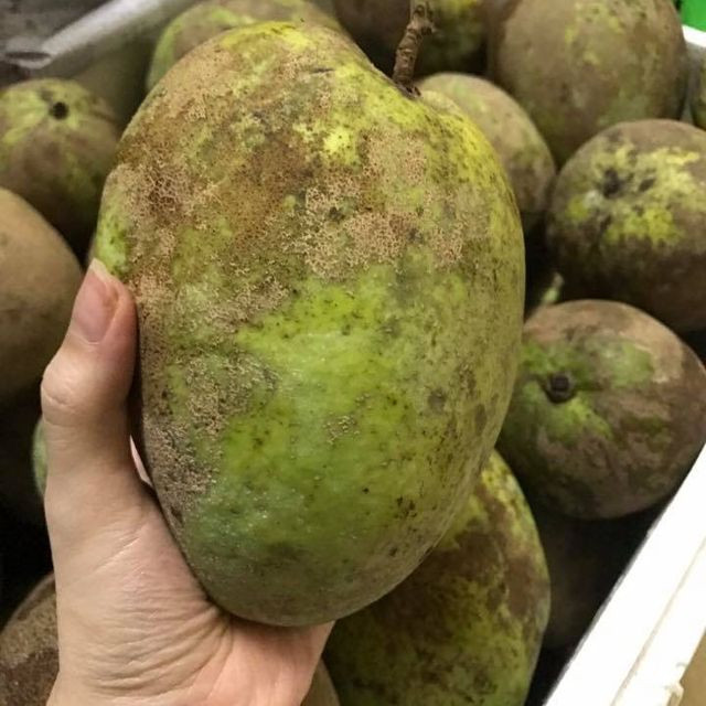 Xoài tứ quý có vẻ ngoài xấu xí, không bóng bẩy như xoài cát Hoài Lộc hay xoài Thái nhưng thịt xoài lại có màu vàng ươm như nghệ rất đẹp mắt. Ảnh: Lozi.